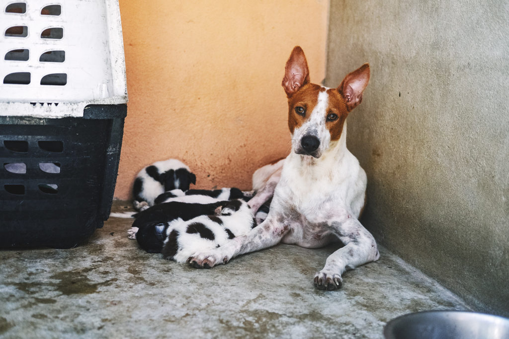 Rescued dog and puppies