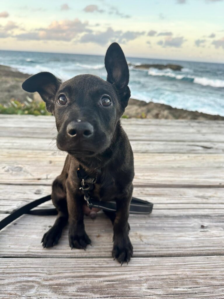A black puppy with floppy ears and big brown eyes stares at the camera. The ocean is in the background.
