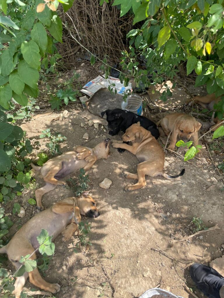 Four puppies, one black and three brown, play together under some foliage before being rescued. Their mother rests nearby.