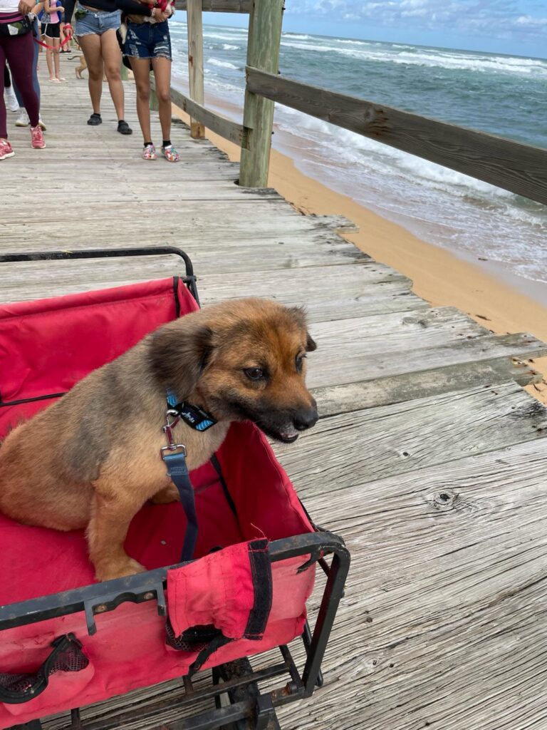 A fluffy brown dog takes a break from walking to ride in a red wagon along the beach boardwalk in Puerto Rico.