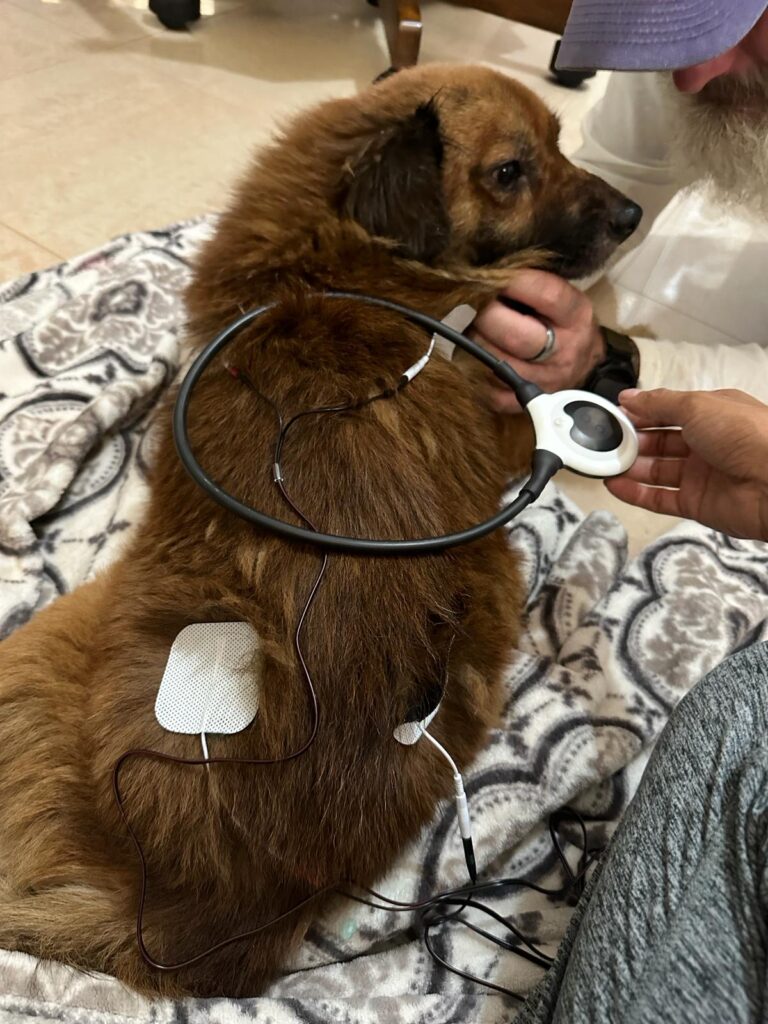 A fluffy brown dog with a back injury uses a TENS machine