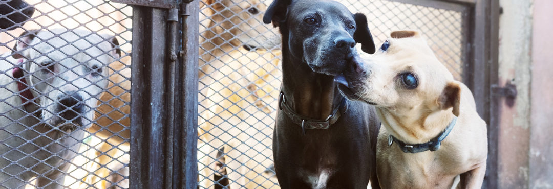 ADLA-Dom_Fleischmann206-1-1080x370-1