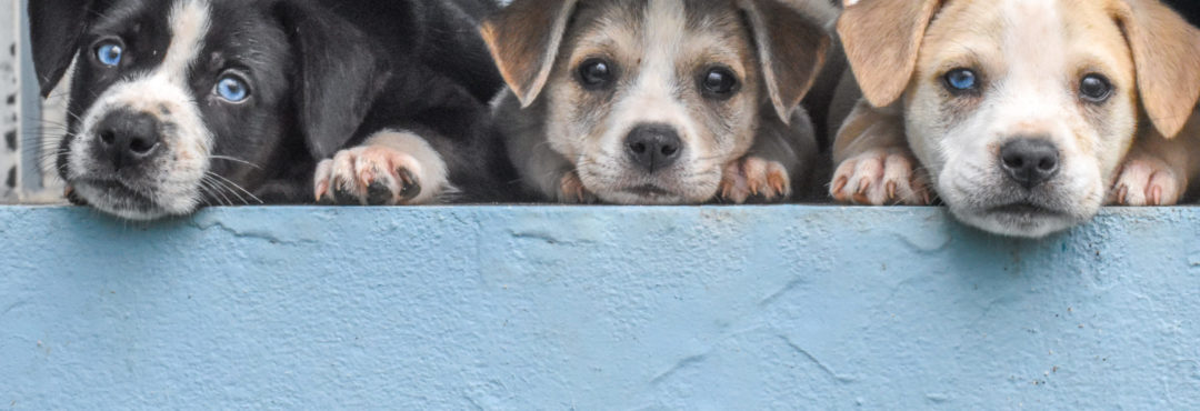 Puppys-1-scaled-e1595286592215-1080x370-2