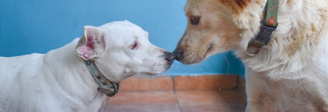 nose-touching-1080x370-1